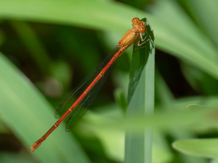 Anisagrion allopterum (Middle American Pearlwing) male-4.jpg